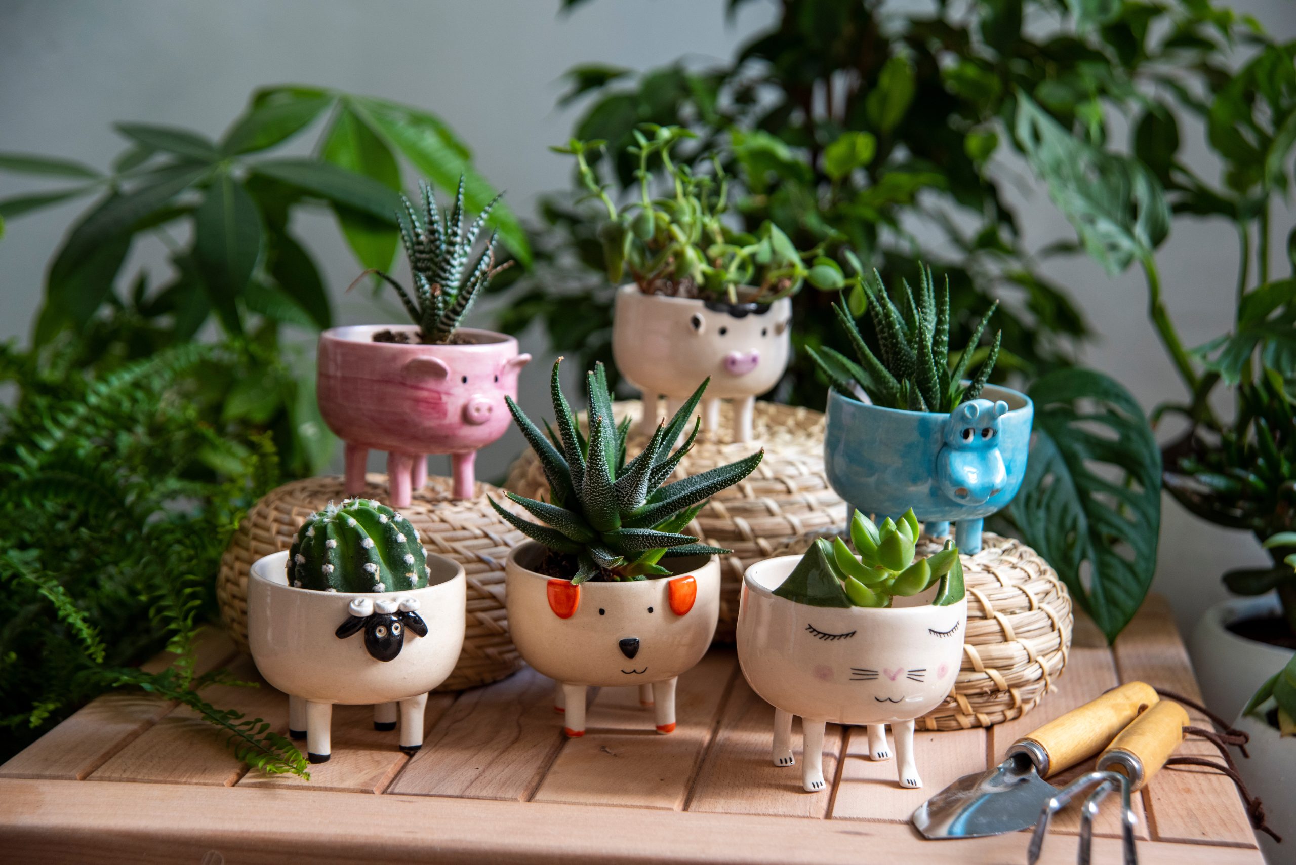 Saiba como utilizar plantas a favor da sua decoração