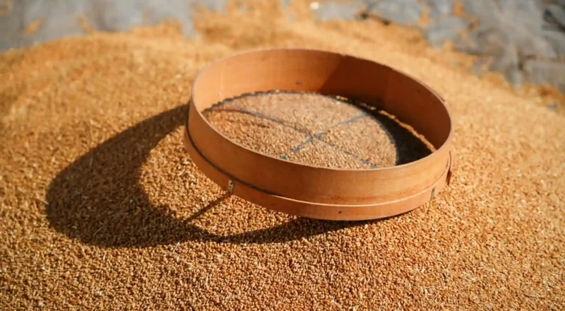 Imagem de insumos e equipamentos na etapa de preparo, mostrando uma peneira de madeira sobre uma grande quantidade de grãos, evidenciando eficiência em ambientes industriais.